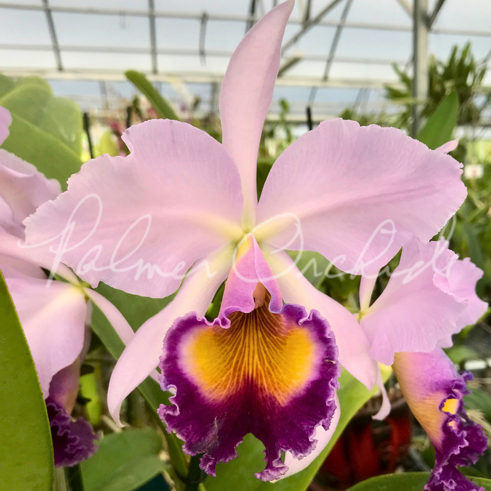 C. Dinard 'Blue Heaven' — Palmer Orchids
